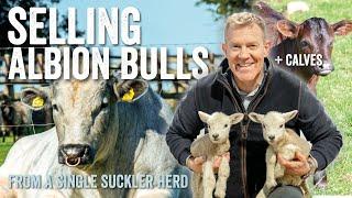 Selling Albion Bulls from a Single Suckler Herd - Adam Henson's Farm Diaries EP9