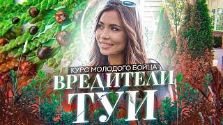 ВРЕДИТЕЛИ ТУИ Ваша туя будет в безопасности после этого видео!