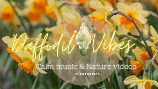 Daffodil Vibes in 4K | Relaxing Nature Video with Calm Music & Peaceful Scenes