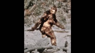 Patterson Bigfoot Film with High Quality Frames.