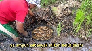 EDAAN!!!SUPER BANYAK, MENANGKAP BELUT DI RAWA, BANYAK BELUT BERTELUR #ngukuybelut