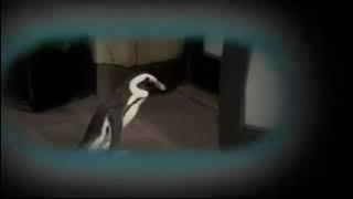 McDonald’s Happy Meal - The Penguins of Madagascar | TV Commercial (2010)