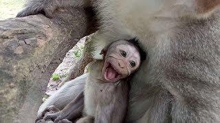 Baby Monkey Cry So So Loudly  Cos Mum ST461 Mono Monkey