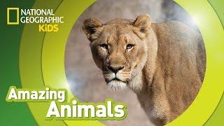 African Lion  | Amazing Animals