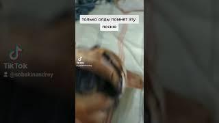 только олды помнят эту песню