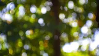 Trees Blurred Bokeh Background 3 - FREE NATURE STOCK FOOTAGE