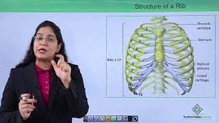 Class10th – Bones of Ribs | Locomotion and Movement | Tutorials Point