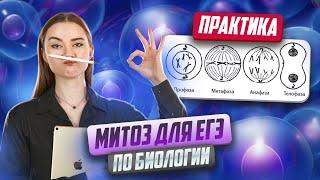 Митоз для ЕГЭ по Биологии + практика