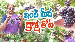 మిద్దెతోట కోసమే ఎత్తు మడులు నిర్మించారు | Bhagyalakshmi