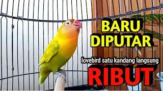 Suara Burung Lovebird Ngekek Panjang MANTAB Buat Pancingan Lovebird, Baru Dengar langsung RIBUT