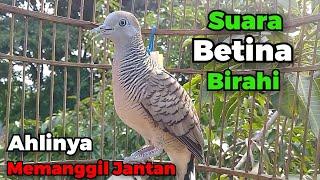 Perkutut betina memanggil jantan - suara birahi super gacor || The female turtle dove calls the male