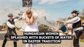 Wet T-Shirt Contest? No, Just a Hungarian Tradition