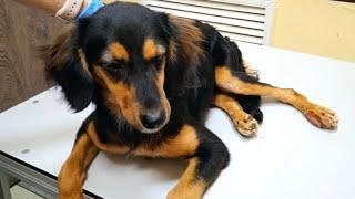 Перелом позвоночника. Помогите спасти Полли! Spinal fracture. Help save Polly!