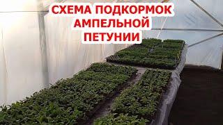 СХЕМА ПОДКОРМОК АМПЕЛЬНОЙ ПЕТУНИИ.