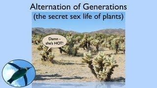 Alternation of Generations