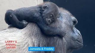 Baby Gorilla - Jameela #17 with the rest of her Troop                    #gorillas