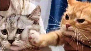 Cute Cats And Dogs Reactions  Animals Doing Funny Things 