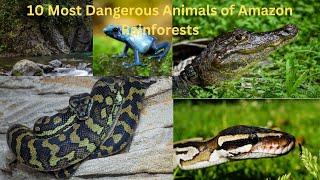 10 Most Dangerous Animals of Amazon Rainforests.