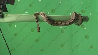 Snake moving green screen video-93. Green screen animals stock footage.