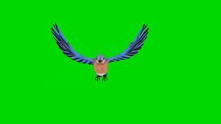 pgreen screen mein Bluebird Green screen bird Flying|Green screen Humming bird |No copyright