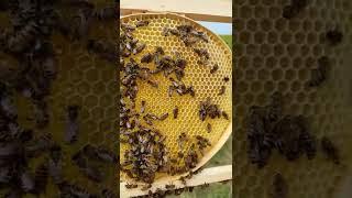 Соты, мëд, пчела. Honey, bees