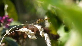 Wild Garden Female Ruddy Darter Dragonfly