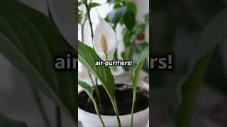 Why you should Grow indoor plants at home! #shorts #viralvideo #india #news  #plants #yt #youtube