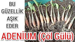 Aşık Eden Güzellik| Çöl Gülü