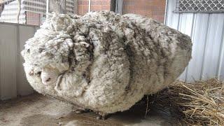 Отбившись от стада, овца несколько лет жила в лесу и за время скитания обросла шерстью весом в 41 кг
