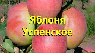 Яблоня. Краткий обзор, описание характеристик, где купить саженцы malus domestica Успенское