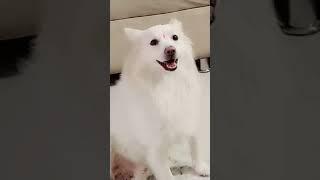 Mera pyara Babu  #song #tony #doglover #shortsvideo #cute #dogowner