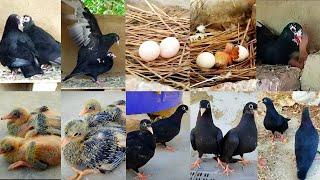 The black pigeons baby growing video 2023 ️ || pigeon breeding progress day by day ️