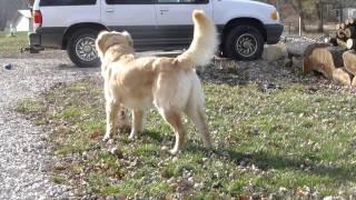 Indy Golden Retriever dad With three puppies