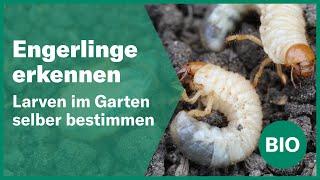 Engerlinge im Garten selber erkennen | Andermatt Biogarten