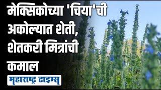 Chia Seeds Farming | युट्यूबवरून धडे घेत 'चिया'ची लागवड, अकोल्यातील चार शेतकरी मित्रांची भरभराट