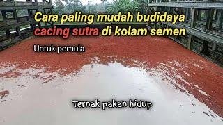 Cara paling mudah budidaya cacing sutra di kolam semen #tubifex #cacingsutra