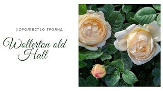 Троянда Девіда Остіна Wollerton old Hall  Аристократка  з ароматом дорогих парфумів