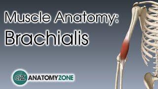 Brachialis | Muscle Anatomy