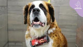One St. Bernard's Heroism Saves The Lives Of Both Humans AND Dogs