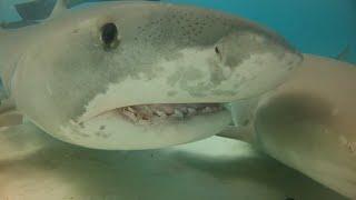 Tiger Shark Attacks Snorkeler