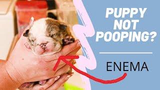 Puppy Not Pooping ? Puppy Enema tutorial