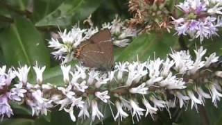 White Letter Hairstreak