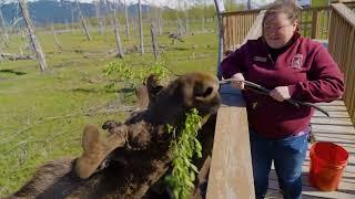 Welcome to the Alaska Wildlife Conservation Center!