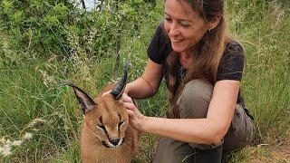 What does living on a wild cat sanctuary look like? My South African sanctuary life | Ep1