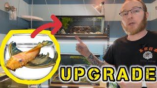 Upgrading the L144a Pleco and Others!! [Fish Room Expansion!]