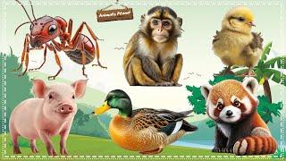 Bustling animal world sounds around us: Ant, Monkey, Chick, Pig, Duck, Red Panda