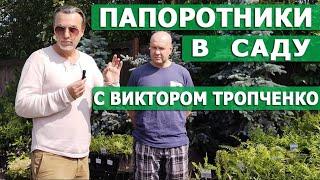 Папоротники в саду. Виды, сорта, агротехника