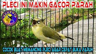 PLECI GACOR PARAH BUKA PARUH, Seketika akan memancing Emosi Pleci lain Ikut Gacor Bongkar Materi