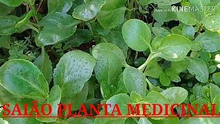 SAIÃO PLANTA MEDICINAL !