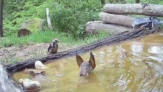 Middle spotted woodpecker carefully entering the bath with Song Thrush